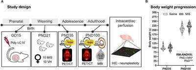 The Poly I:C maternal immune stimulation model shows unique patterns of brain metabolism, morphometry, and plasticity in female rats